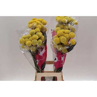 Freshy Craspedia “Paint Pop” | Colour: Yellow | Length ± 80 centimeter | Per 25 stems fresh flowers