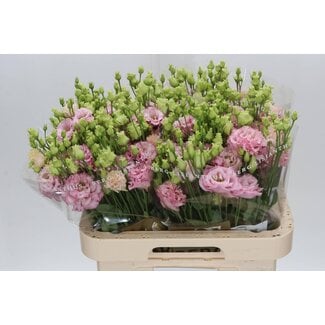 Freshy Eustoma Lisianthus Gevuld “Alissa Light Pink” | Kleur: Roze | Lengte ± 70 centimeter | Per 10 stelen verse bloemen