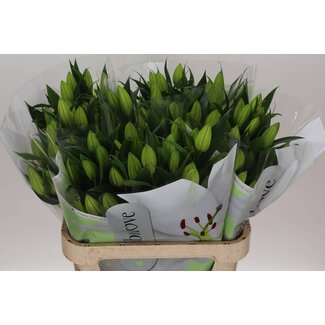 Freshy Lelie Oriental Aqua “Pacific Ocean” | Kleur: Wit | Lengte ± 90 centimeter | Per 10 stelen verse bloemen