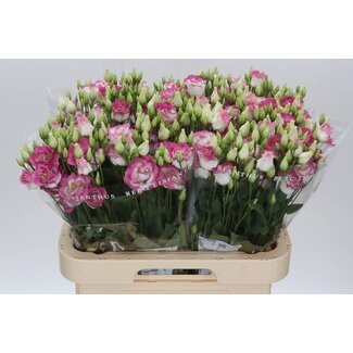 Freshy Eustoma Lisianthus Gevuld “Rosi Hot Lips” | Kleur: Roze | Lengte ± 70 centimeter | Per 10 stelen verse bloemen