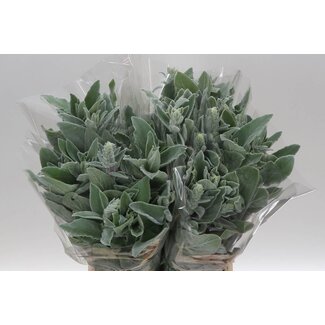 Freshy Stachys Ezelsoor | Kleur: Groen | Lengte ± 50 centimeter | Per 5 bossen