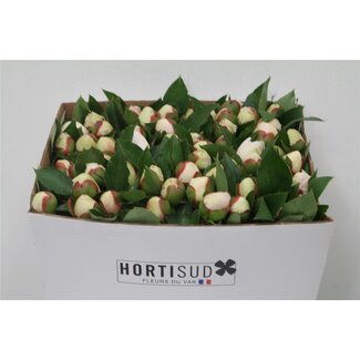 Freshy Paeonia Pioenroos L “Bridal Shower” | Kleur: Gemengde Kleuren | Lengte ± 60 centimeter | Per 20 verse bloemen