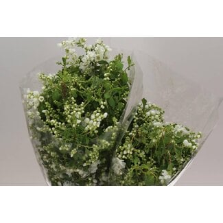 Freshy Exochorda Parelstruik | Kleur: Wit | Lengte ± 60 centimeter | Per 5 bossen
