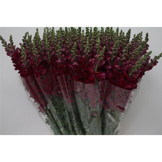 Freshy Antirrhinum Poto. X100 Bordeaux