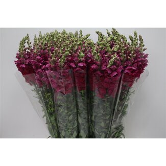 Freshy Antirrhinum Poto. X100 Cherry