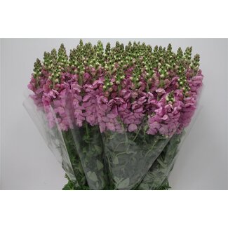 Freshy Antirrhinum Poto. X100 Lavender