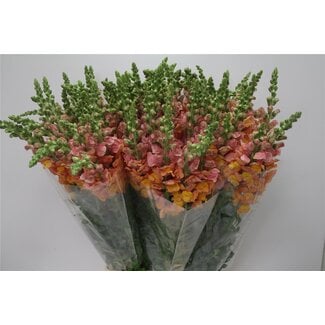 Freshy Antirrhinum Leeuwenbek “Orange Dark” | Kleur: Oranje | Lengte ± 80 centimeter | Per 10 stelen verse bloemen