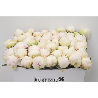 Freshy Paeonia L Bowl Of Cream 60cm