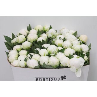 Freshy Paeonia L Claude Tain 40cm