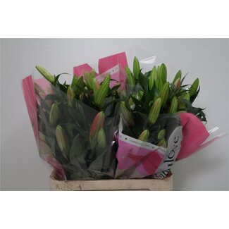 Freshy Lelie Oriental Aqua x Trompet Lelie “Tabledance” | Kleur: Roze | Lengte ± 90 centimeter | Per 10 stelen verse bloemen