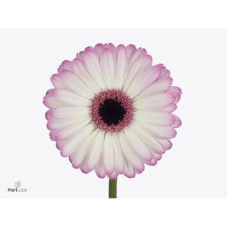 Freshy Germini Aqua “Lollipop” | Kleur: Roze | Lengte ± 50 centimeter | Per 20 verse bloemen