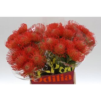 Freshy Leucospermum Nutans “Succession” | Kleur: Rood | Lengte ± 50 centimeter | Per 10 verse bloemen