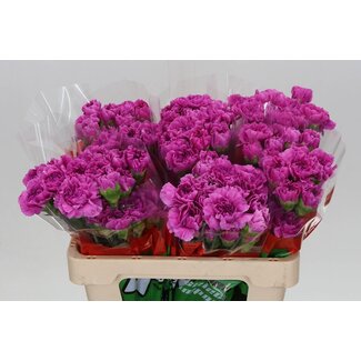 Freshy Korte Anjer “Farida” | Kleur: Roze | Lengte ± 55 centimeter | Per 20 verse bloemen