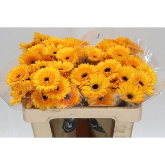 Freshy Germini. Aqua Davidson x20