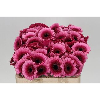 Freshy Germini Aqua “Isabelle” | Kleur: Roze | Lengte ± 50 centimeter | Per 20 verse bloemen