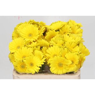 Freshy Germini. Aqua Moreno x20