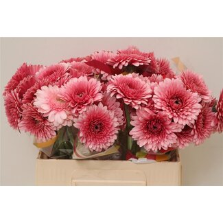 Freshy Germini Aqua Pomponi “Choochoo” | Kleur: Roze | Lengte ± 50 centimeter | Per 20 verse bloemen