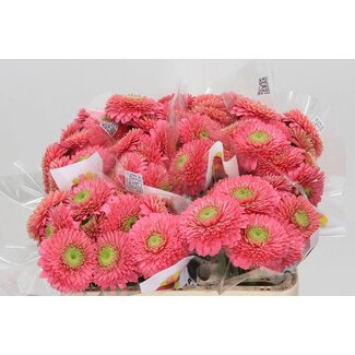 Freshy Germini Aqua Pomponi “Ter Cupid” | Kleur: Roze | Lengte ± 50 centimeter | Per 20 verse bloemen