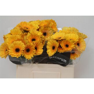 Freshy Germini Aqua “Delmonte” | Kleur: Geel | Lengte ± 50 centimeter | Per 20 verse bloemen