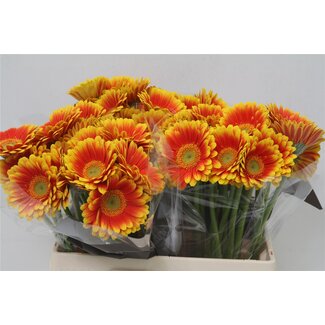 Freshy Germini Aqua “Kristoff” | Kleur: Rood | Lengte ± 50 centimeter | Per 20 verse bloemen