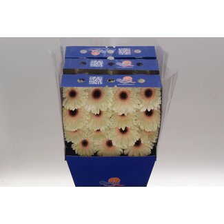 Freshy Gerbera Eclair Gr Aqua | Kleur: Wit | Lengte ± 45 centimeter | Per 15 verse bloemen