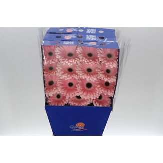 Freshy Gerbera Dulcie Gr Aqua | Kleur: Roze | Lengte ± 45 centimeter | Per 15 verse bloemen