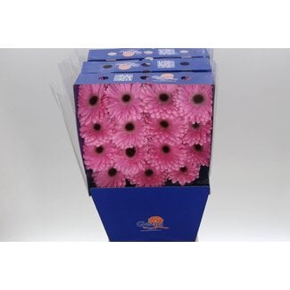 Freshy Gerbera Alison Gr Aqua | Kleur: Roze | Lengte ± 45 centimeter | Per 15 verse bloemen