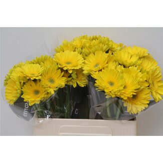 Freshy Germini Aqua “Okibana” | Kleur: Geel | Lengte ± 50 centimeter | Per 20 verse bloemen