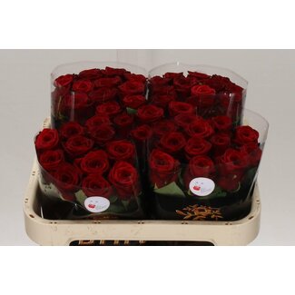 Freshy Rosa Red Naomi Drift