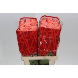 Freshy R Eq Coral Reef