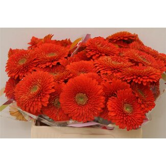 Freshy Germini Aqua Pomponi “Fozzie” | Kleur: Oranje | Lengte ± 50 centimeter | Per 20 verse bloemen