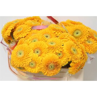 Freshy Germini Aqua Pomponi “Honeydew” | Kleur: Geel | Lengte ± 50 centimeter | Per 20 verse bloemen