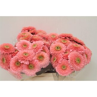 Freshy Germini Aqua Pomponi “Piggy” | Kleur: Roze | Lengte ± 50 centimeter | Per 20 verse bloemen