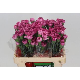 Freshy Korte Anjer “Amico Lavender” | Kleur: Roze | Lengte ± 55 centimeter | Per 20 verse bloemen