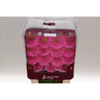 Freshy Gerbera Glossy Gr Aqua | Kleur: Roze | Lengte ± 45 centimeter | Per 15 verse bloemen