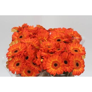 Freshy Germini Aqua “Flamazing” | Kleur: Oranje | Lengte ± 50 centimeter | Per 20 verse bloemen