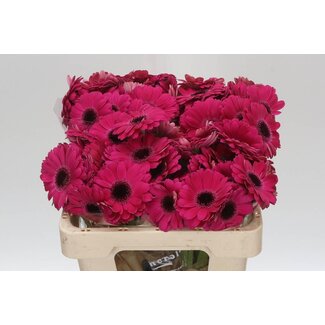 Freshy Germini Aqua “Caprice” | Kleur: Roze | Lengte ± 50 centimeter | Per 20 verse bloemen