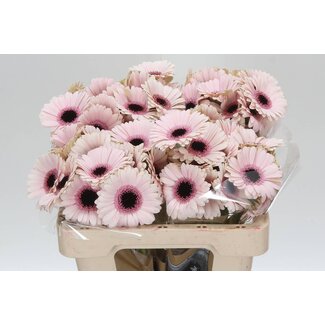 Freshy Germini Aqua “Abby Lou” | Kleur: Wit Roze | Lengte ± 50 centimeter | Per 20 verse bloemen