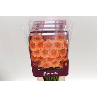 Freshy Gerbera Judo Mi Aqua | Kleur: Oranje | Lengte ± 45 centimeter | Per 20 verse bloemen