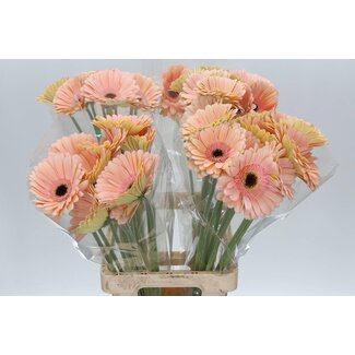 Freshy Gerbera “Alliance” | Kleur: Oranje | Lengte ± 65 centimeter | Per 10 verse bloemen