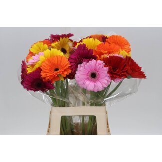 Freshy Gerbera Mix Kwekers Keus | Kleur: Gemengde Kleuren | Lengte ± 65 centimeter | Per 10 verse bloemen