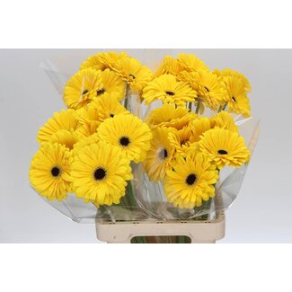 Freshy Gerbera “Olympic Gold” | Kleur: Geel | Lengte ± 65 centimeter | Per 10 verse bloemen