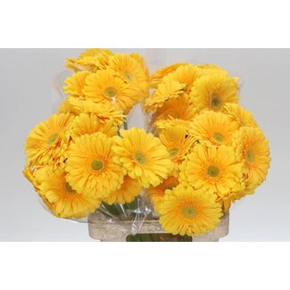 Freshy Gerbera “Submarine” | Kleur: Geel | Lengte ± 65 centimeter | Per 10 verse bloemen