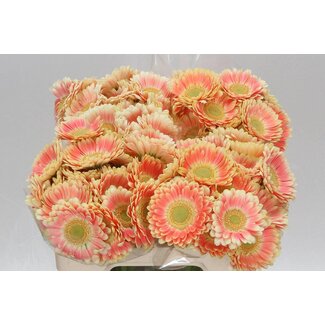 Freshy Germini Aqua “Tompouce” | Kleur: Roze | Lengte ± 50 centimeter | Per 20 verse bloemen