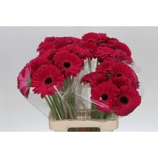 Freshy Gerbera * 65 Cm Marilu X10