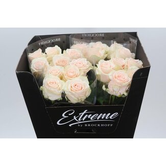 Freshy Grootbloemige Roos “Sweet Caroline” | Kleur: Roze | Lengte ± 70 centimeter | Per 10 verse bloemen