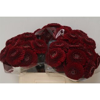 Freshy Germini Aqua Pomponi “Black Pearl” | Kleur: Rood | Lengte ± 50 centimeter | Per 20 verse bloemen