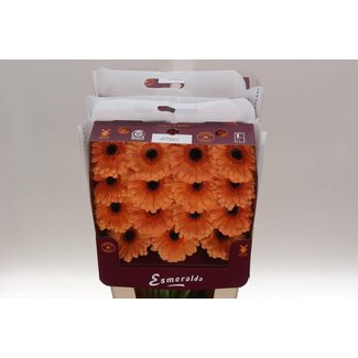 Freshy Gerbera Jetset Gr Aqua | Kleur: Oranje | Lengte ± 45 centimeter | Per 15 verse bloemen