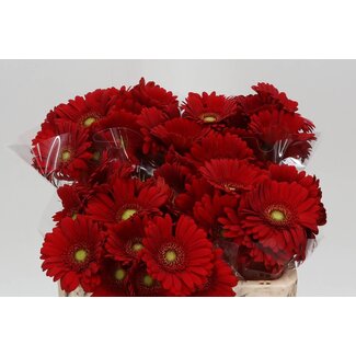 Freshy Germini Aqua “Phoenix” | Kleur: Rood | Lengte ± 50 centimeter | Per 20 verse bloemen