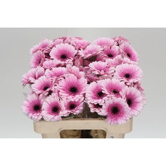 Freshy Germini Aqua “Herrera” | Kleur: Roze | Lengte ± 50 centimeter | Per 20 verse bloemen